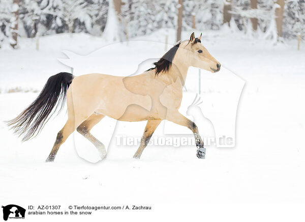 Araber im Schnee / arabian horses in the snow / AZ-01307