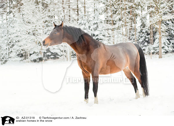 Araber im Schnee / arabian horses in the snow / AZ-01318