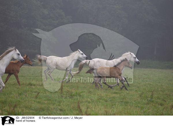 Pferdeherde / herd of horses / JM-02904