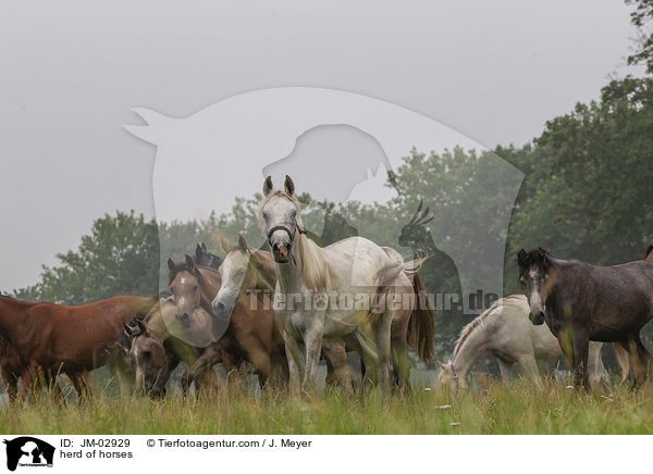 Pferdeherde / herd of horses / JM-02929