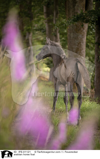 Araber Fohlen / arabian horse foal / IFE-01121