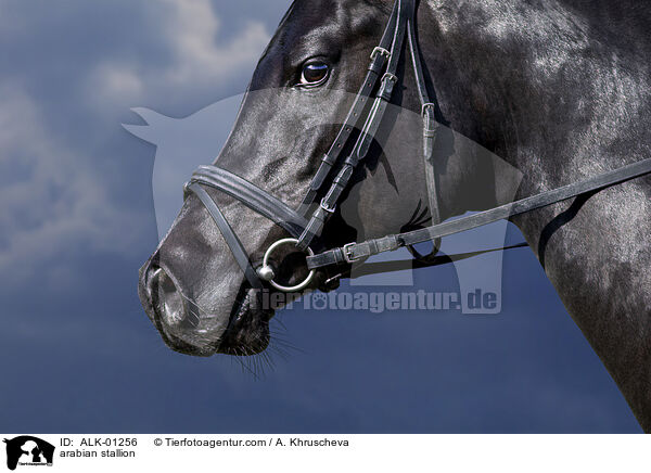 Araber Hengst / arabian stallion / ALK-01256