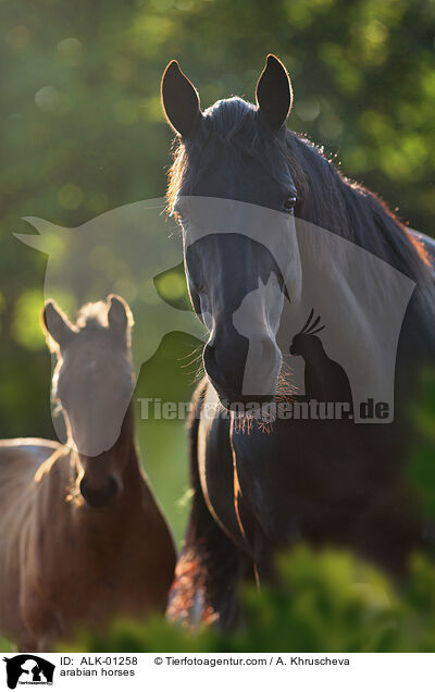 Araber / arabian horses / ALK-01258
