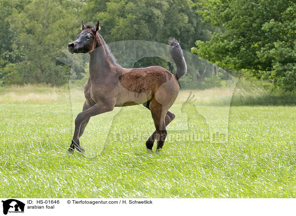 Araber Fohlen / arabian foal / HS-01646
