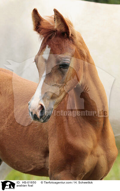 Araber Fohlen / arabian foal / HS-01650