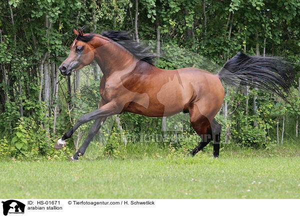 Araber Hengst / arabian stallion / HS-01671