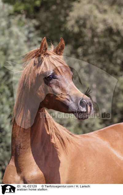 arabian horse stallion / HL-02129