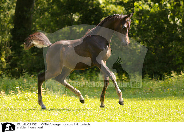 Araber Fohlen / arabian horse foal / HL-02132