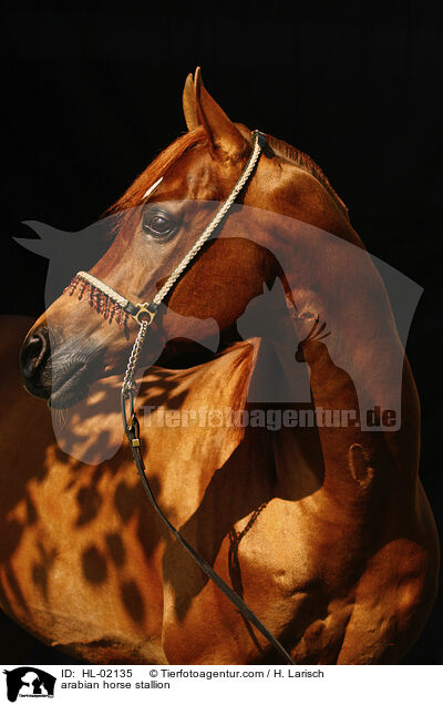 arabian horse stallion / HL-02135