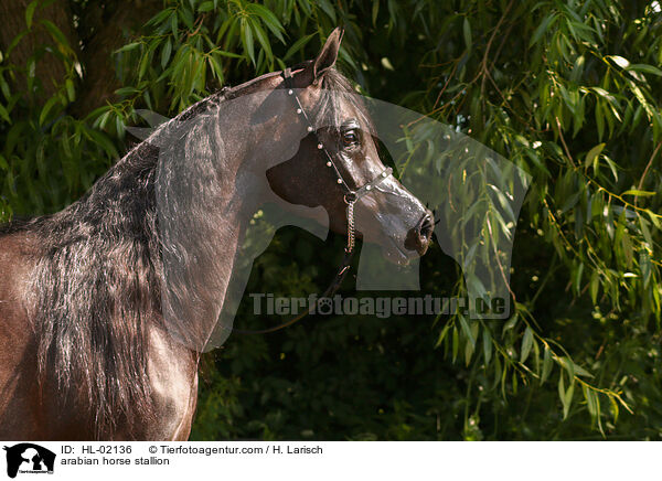 arabian horse stallion / HL-02136