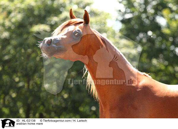 arabian horse mare / HL-02138