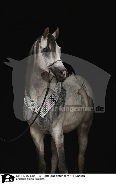 arabian horse stallion / HL-02139