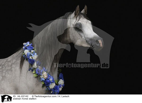 arabian horse stallion / HL-02142