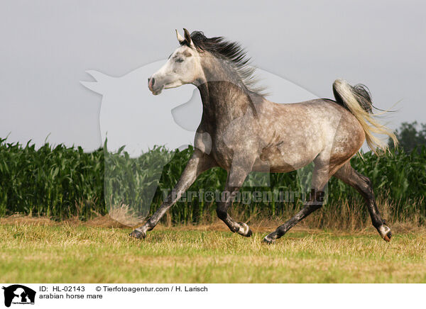 arabian horse mare / HL-02143