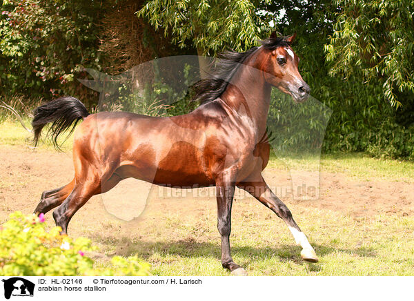 arabian horse stallion / HL-02146