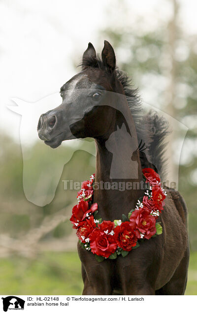 arabian horse foal / HL-02148