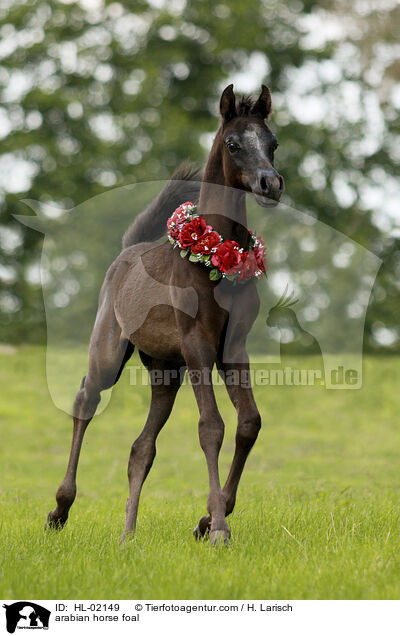 arabian horse foal / HL-02149
