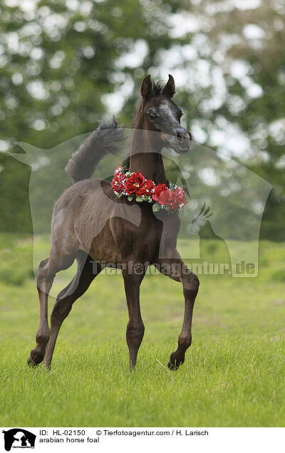 arabian horse foal / HL-02150