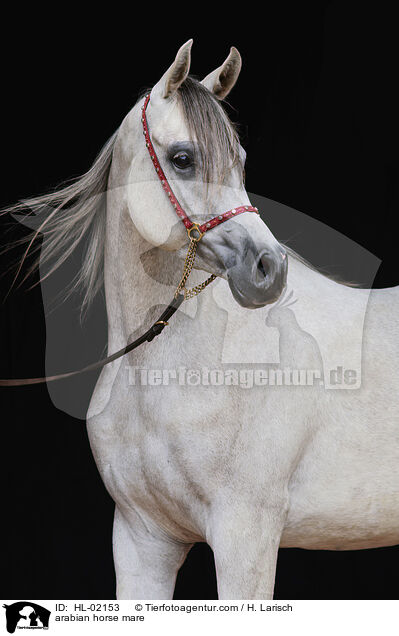 arabian horse mare / HL-02153