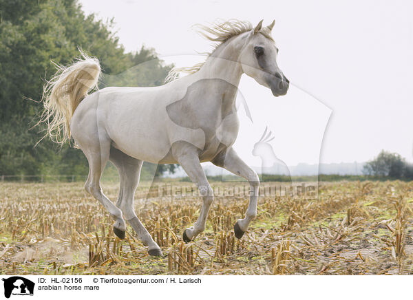 arabian horse mare / HL-02156