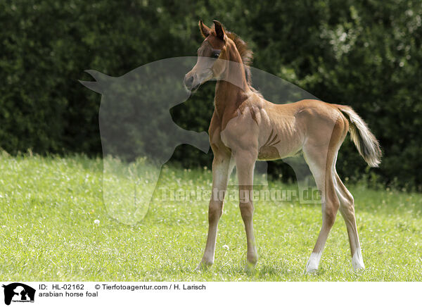 Araber Fohlen / arabian horse foal / HL-02162