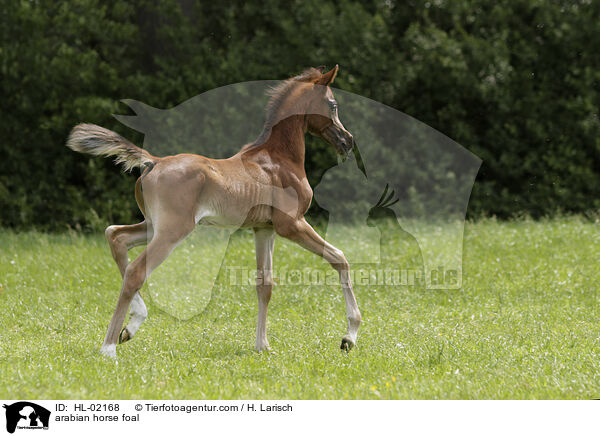 Araber Fohlen / arabian horse foal / HL-02168