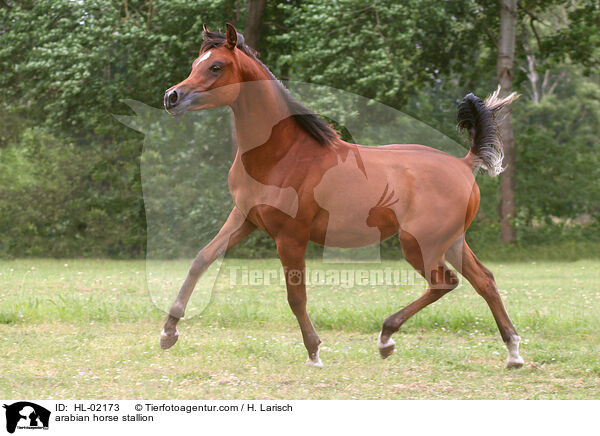 Araber Hengst / arabian horse stallion / HL-02173