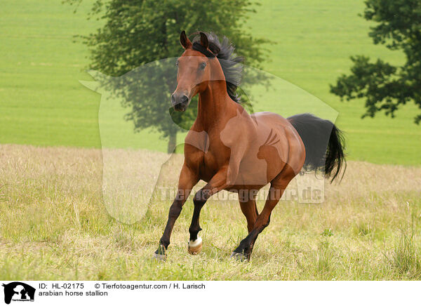 Araber Hengst / arabian horse stallion / HL-02175