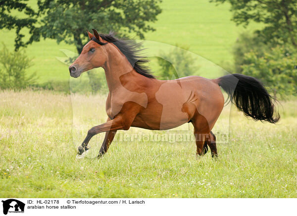 Araber Hengst / arabian horse stallion / HL-02178