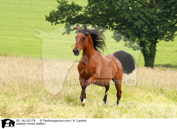 arabian horse stallion / HL-02179