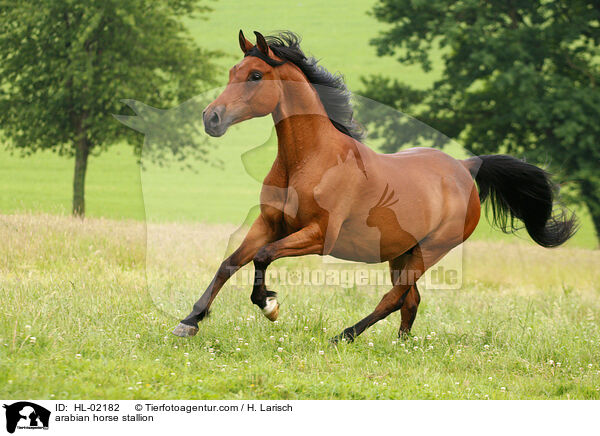 arabian horse stallion / HL-02182
