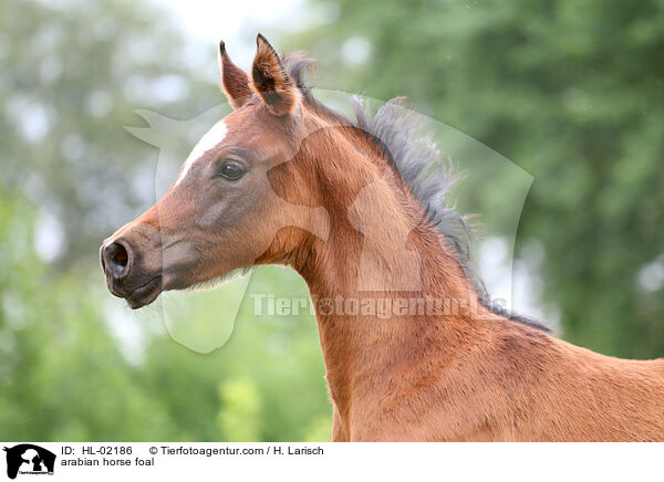 Araber Fohlen / arabian horse foal / HL-02186