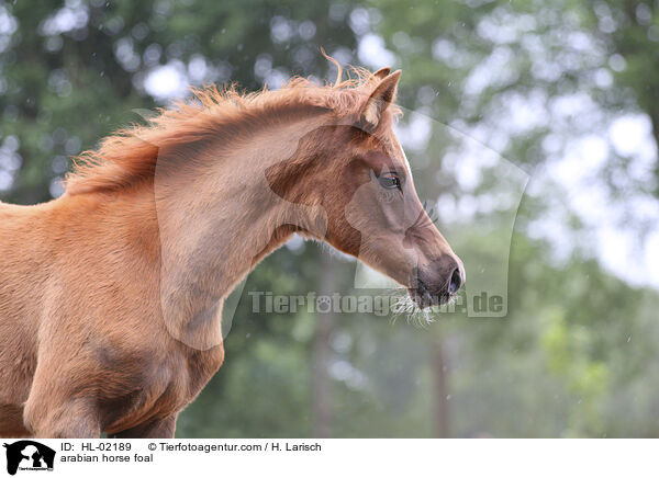 Araber Fohlen / arabian horse foal / HL-02189