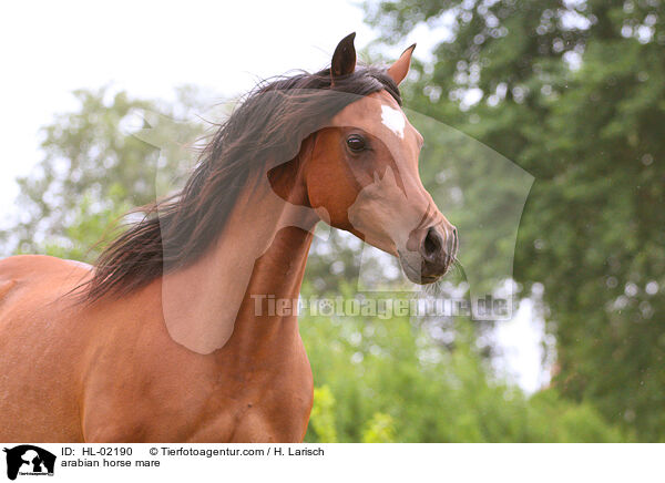 Araber Stute / arabian horse mare / HL-02190