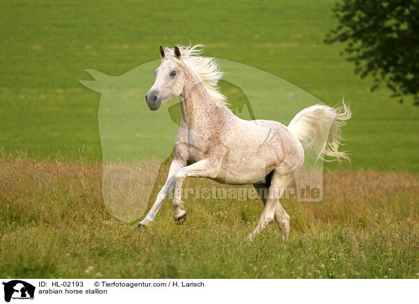 arabian horse stallion / HL-02193