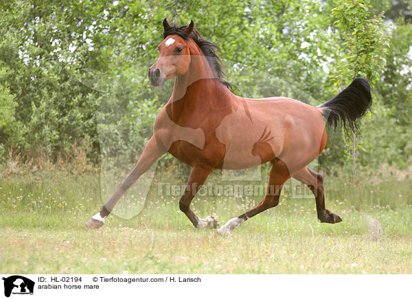 Araber Stute / arabian horse mare / HL-02194