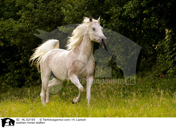 arabian horse stallion / HL-02195