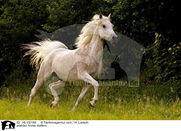 arabian horse stallion / HL-02196