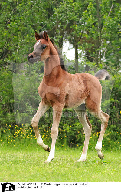 Araber Fohlen / arabian horse foal / HL-02211