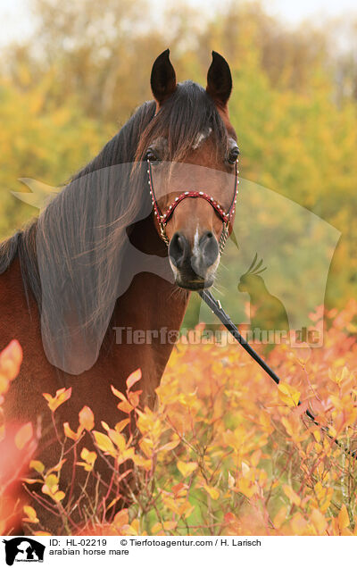 Araber Stute / arabian horse mare / HL-02219