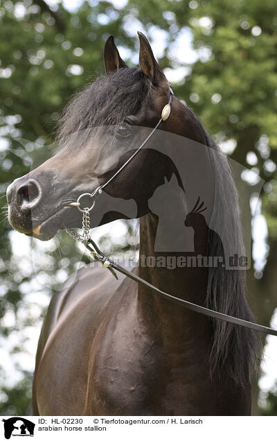 Araber Hengst / arabian horse stallion / HL-02230