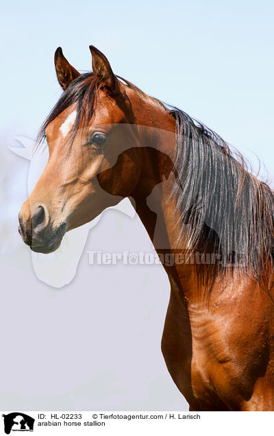 Araber Hengst / arabian horse stallion / HL-02233