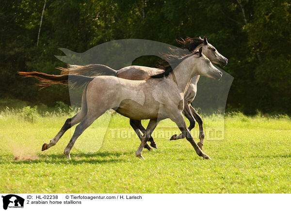 2 Araber Hengste / 2 arabian horse stallions / HL-02238