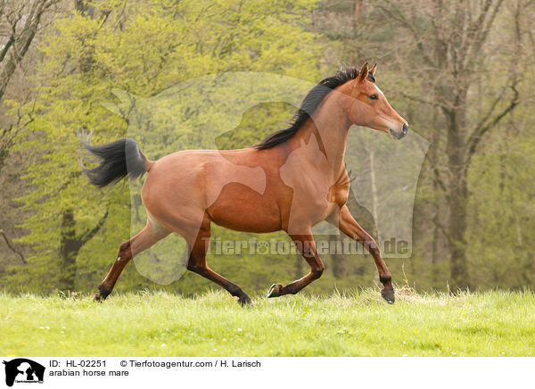 Araber Stute / arabian horse mare / HL-02251