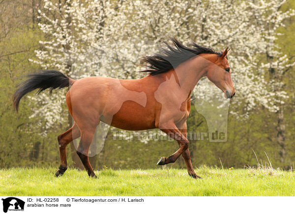 arabian horse mare / HL-02258
