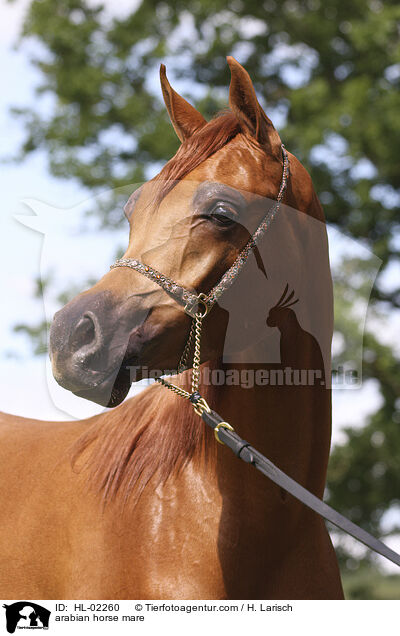 Araber Stute / arabian horse mare / HL-02260