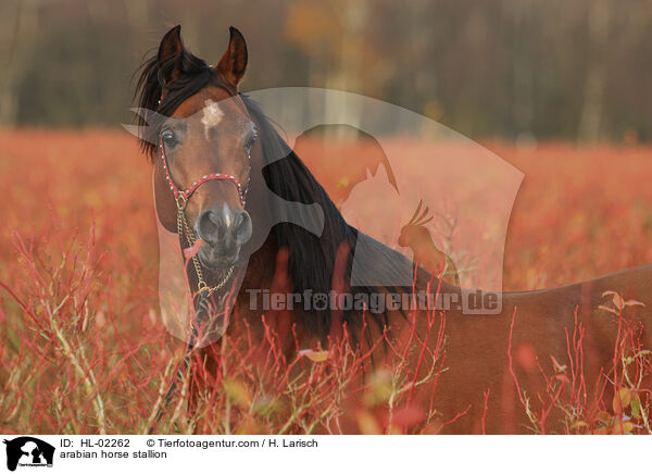 arabian horse stallion / HL-02262