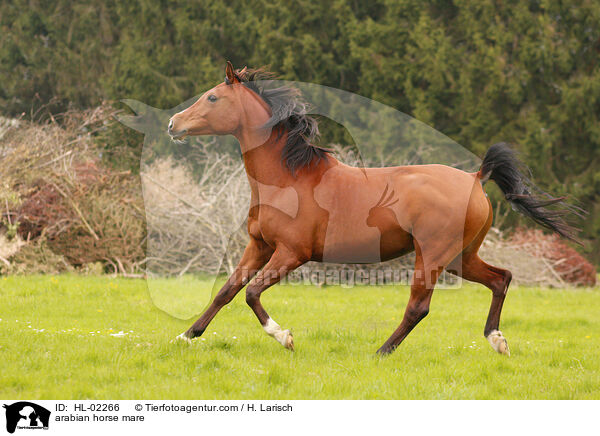 arabian horse mare / HL-02266