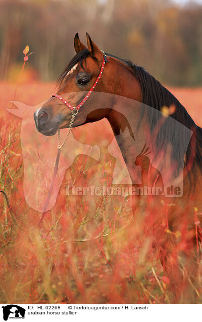 Araber Hengst / arabian horse stallion / HL-02268