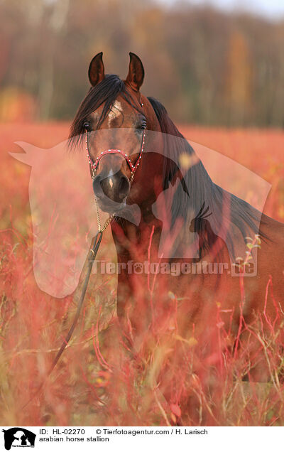 arabian horse stallion / HL-02270
